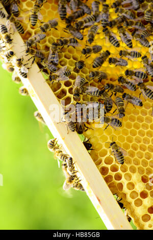 Wabenrahmen mit Bienen und Königin Stockfoto