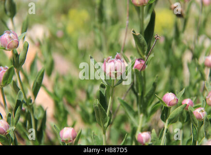 Monardella Odoratissima im Keim zu ersticken. Albion-Becken, Alta Utah, USA Stockfoto