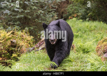 Schwarzbär am Anan Creek Stockfoto