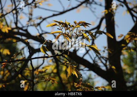 Juglans Regia, Walnuss, junge Triebe, Blüten Stockfoto