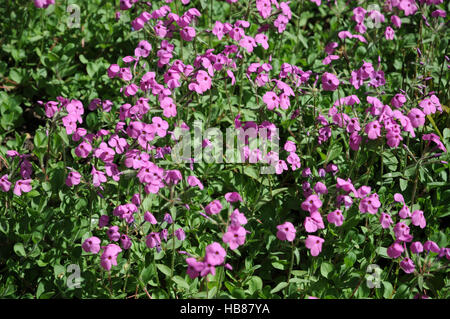 Phlox Stolonifera, Creeping phlox Stockfoto