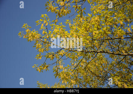 Quercus Rubra, Amerikanische Roteiche Stockfoto