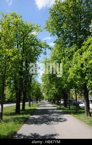 Aesculus Hippocastanum, Rosskastanie, avenue Stockfoto