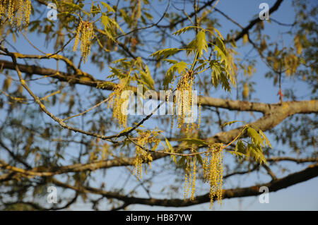 Quercus Rubra, Amerikanische Roteiche Stockfoto