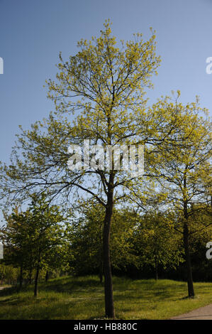 Quercus Cerris, Türkei Eiche Stockfoto