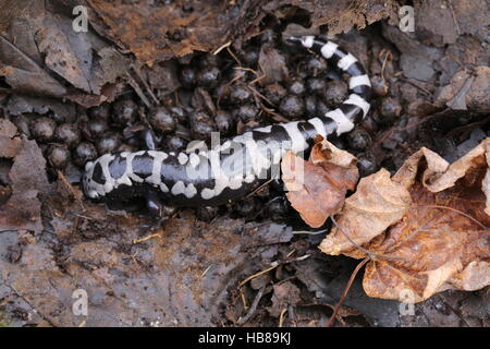 Marmorierte Salamander [Ambystoma opacum], ihr Nest und Eier bewachen. Dauphin County, Pennsylvania, USA Stockfoto