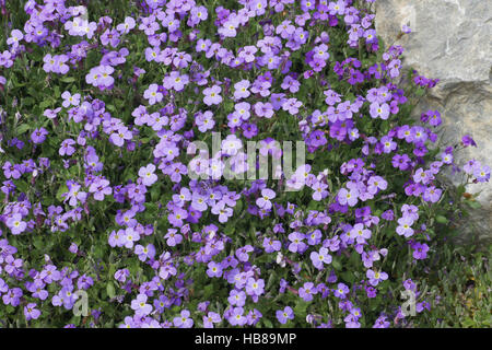 Aubrieta Pinardii, Pinards wallcress Stockfoto