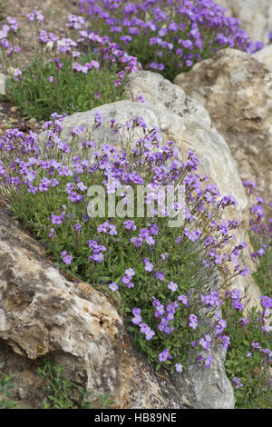 Aubrieta Pinardii, Pinards wallcress Stockfoto