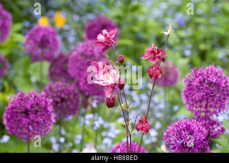 Rosa Akeleien unter Allium Blumen in einen Bauerngarten. Stockfoto