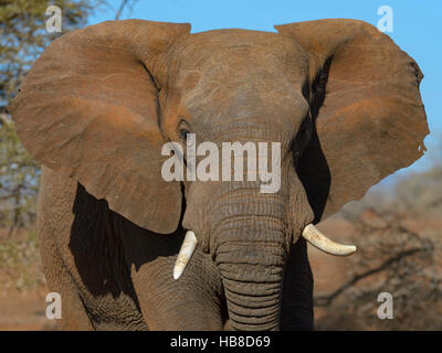 Afrikanischer Elefant (Loxodonta Africana), junger Stier, Zimanga Private Game Reserve, KwaZulu-Natal, Südafrika Stockfoto