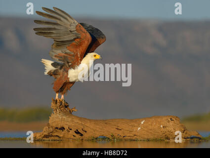 Afrikanische Fischadler (Haliaeetus Vocifer), wobei aus der Log-in Wasser, Zimanga Private Game Reserve, KwaZulu-Natal, Südafrika Stockfoto