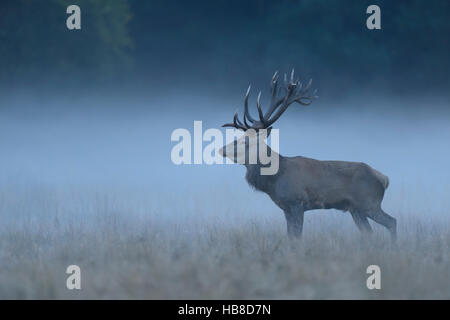 Rothirsch (Cervus Elaphus), Buck, nebligen Wiese, Jägersborg, Dänemark Stockfoto