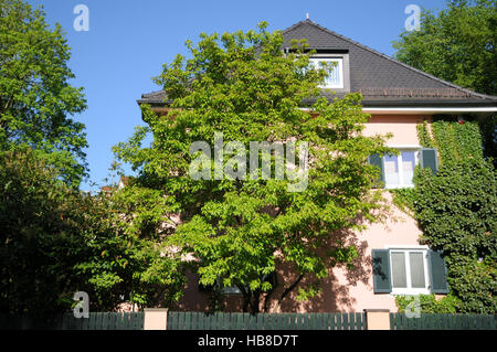 Acer Ginnala, Amur-Ahorn Stockfoto