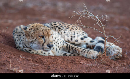 Ruhenden Erwachsenen weiblichen Gepard (Acinonyx Jubatus), Zimanga Private Game Reserve, KwaZulu-Natal, Südafrika Stockfoto