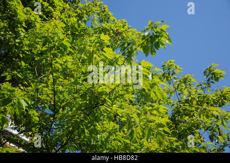 Acer Ginnala, Amur-Ahorn Stockfoto