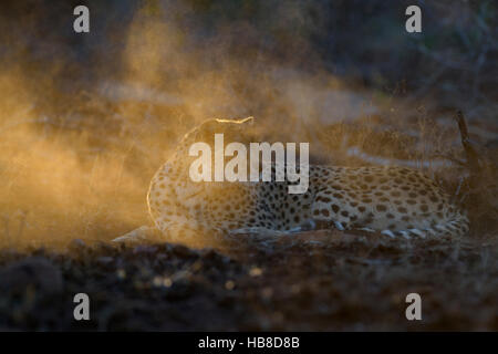 Gepard (Acinonyx Jubatus), aufmerksame Erwachsene weiblich, Abendlicht, Zimanga Private Game Reserve, KwaZulu-Natal, Südafrika Stockfoto