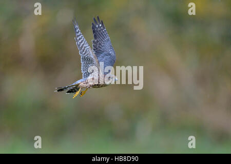 Merlin (Falco Columbarius), fliegen männlich, Frankfurt Rhein-Main, Baden-Württemberg, Deutschland Stockfoto