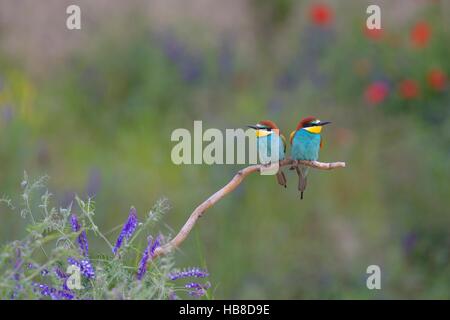 Europäische Bienenfresser (Merops Apiaster), Zuchtpaar thront auf Zweig in Blumenwiese, Nationalpark Kiskunság, Ungarn Stockfoto