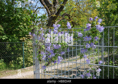 Clematis Alpina, Alpine clematis Stockfoto