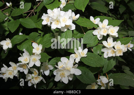 Englisch Hartriegel oder Sweet Mock-Orange (Philadelphus Coronarius) Blüten, Bayern, Deutschland Stockfoto