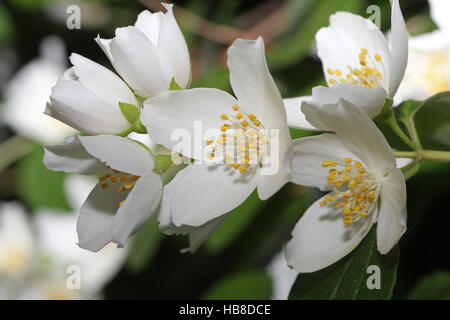 Englisch Hartriegel oder Sweet Mock-Orange (Philadelphus Coronarius) Blüten, Bayern, Deutschland Stockfoto