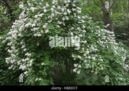 Englische Hartriegel oder süße Mock-Orange (Philadelphus Coronarius) blühenden Strauch, Bayern, Deutschland Stockfoto