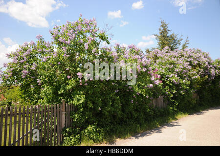 Syringa Vulgaris, Flieder, Hecke Stockfoto