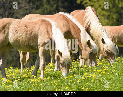 Haflinger-Pferd auf der Wiese im Frühling Stockfoto