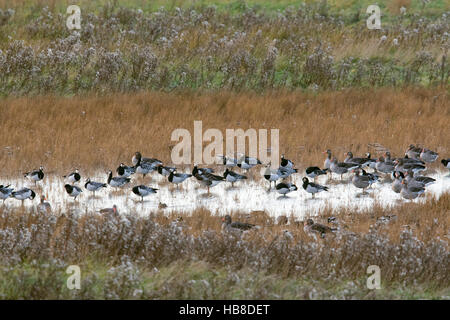 Weißwangengans (Branta Leucopsis) und Graugänsen (Anser Anser) stehen in Pfütze auf Wiese, Ostfriesland, Deutschland Stockfoto