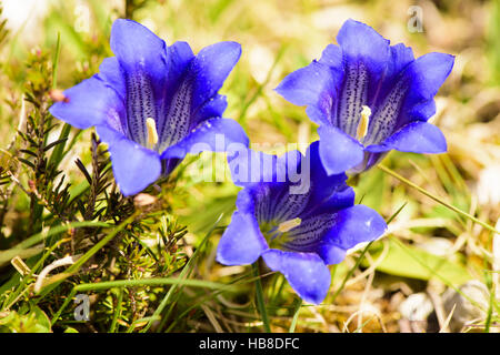 blaue Enzian blühen auf Wiese im Frühling Stockfoto