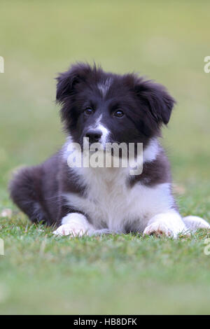 Border Collie (Canis Lupus Familiaris), Welpe, liegend auf Wiese, Nordrhein Westfalen, Deutschland Stockfoto