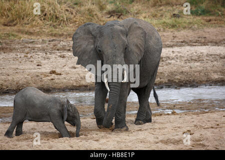 Afrikanischen Bush Elefanten (Loxodonta Africana), Kuh und Kalb trinken aus Loch gegraben in Flussbett, Tarangire Fluss Tarangire Stockfoto