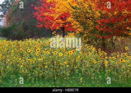 Sonnenblumen (Helianthus Annuus) und Ahorn (Acer SP.) in rote und gelbe Herbstfärbung, Schleswig-Holstein, Deutschland Stockfoto
