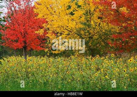 Sonnenblumen (Helianthus Annuus) und Ahorn (Acer SP.) in rote und gelbe Herbstfärbung, Schleswig-Holstein, Deutschland Stockfoto