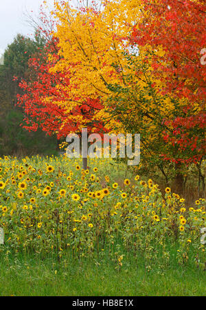 Sonnenblumen (Helianthus Annuus) und Ahorn (Acer SP.) in rote und gelbe Herbstfärbung, Schleswig-Holstein, Deutschland Stockfoto