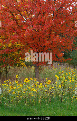 Sonnenblumen (Helianthus Annuus) und Ahorn (Acer SP.) in roter Herbstfärbung, Schleswig-Holstein, Deutschland Stockfoto