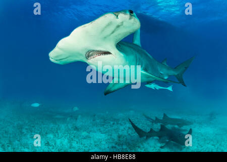 Großer Hammerhai (Sphyrna Mokarran) mit Ammenhaien, Bimini, Bahamas Stockfoto