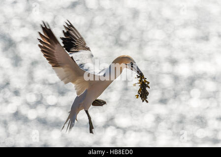 Basstölpel (Morus Bassanus) während des Fluges mit Nistmaterial, Hintergrundbeleuchtung, Helgoland, Schleswig-Holstein, Deutschland Stockfoto