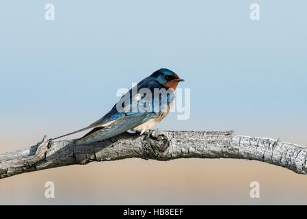 Rauchschwalbe (Hirundo Rustica) sitzend auf Ast, Nationalpark Neusiedler See-Seewinkel, Burgenland, Österreich Stockfoto