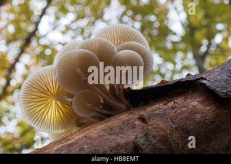 Porzellan-Pilz (Oudemansiella Mucida) auf alten Baumstamm, Hessen, Deutschland Stockfoto