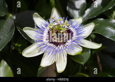 Passionsblume (Passiflora SP.), Nordrhein-Westfalen, Deutschland Stockfoto