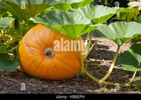 Kürbis (Cucurbita), Nordrhein-Westfalen, Deutschland Stockfoto