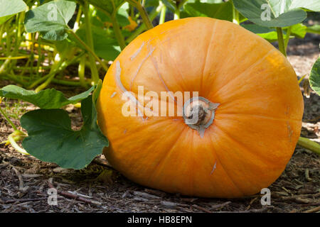 Kürbis (Cucurbita), Nordrhein-Westfalen, Deutschland Stockfoto