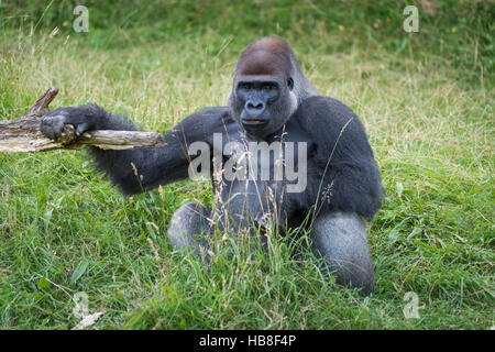 Männliche Gorillas (Gorilla) sitzen im Rasen, Givskud Zoo, geben, Jütland, Süddänemark, Dänemark Stockfoto