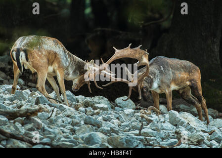 Damhirsch (Dama Dama) kämpfen auf Spurrinnen Gelände, Madonie regionalen Naturparks, Isnello, Sizilien, Italien Stockfoto