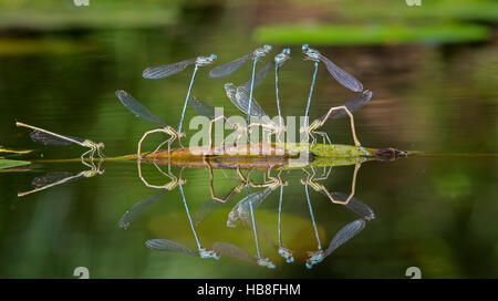 Blaue Featherleg, Damselfly (Platycnemis Pennipes), Verlegung Rückenhaut im Wasser, mittlere Elbe-Biosphärenreservat, Sachsen-Anhalt, Deutschland Stockfoto