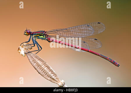 Große rote Damselfy (Pyrrhosoma Nymphula), mittlere Elbe-Biosphärenreservat, Sachsen-Anhalt, Deutschland Stockfoto