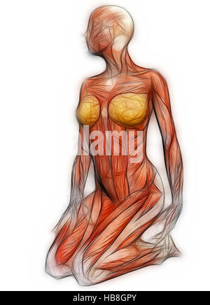 Menschliche Anatomie - weibliche Muskeln Stockfoto