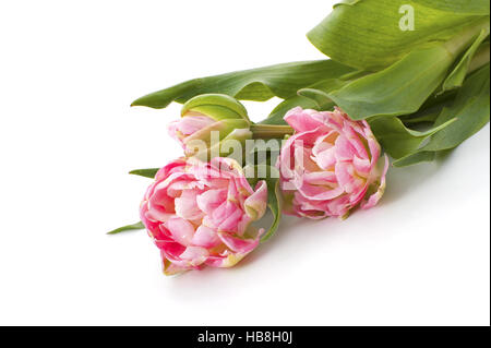 Blasse rosa Tulpen auf dem Tisch liegen. Stockfoto