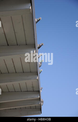 Columba Livia Domestica, Haustaube Stockfoto